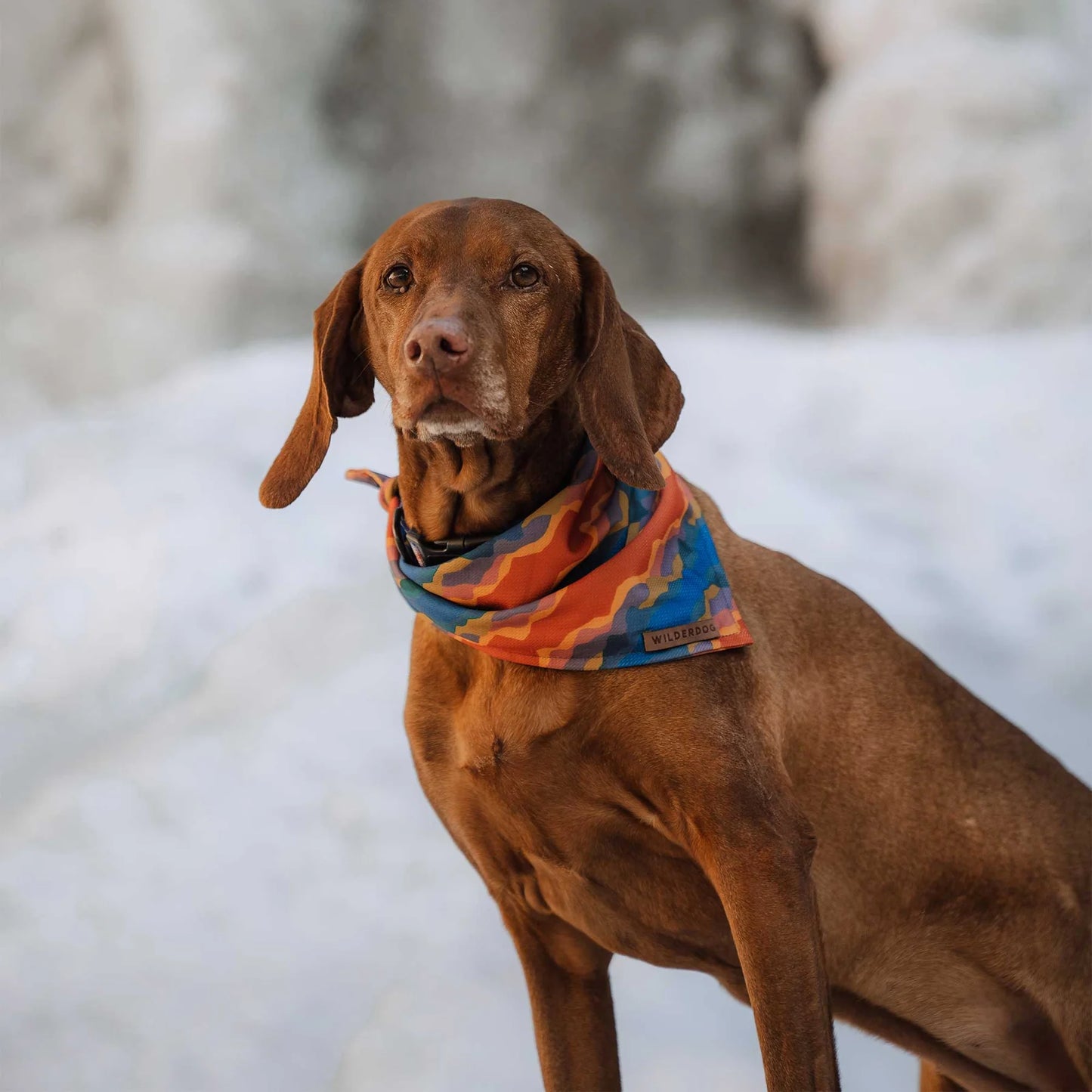 Wilderdog Bandana Canyon