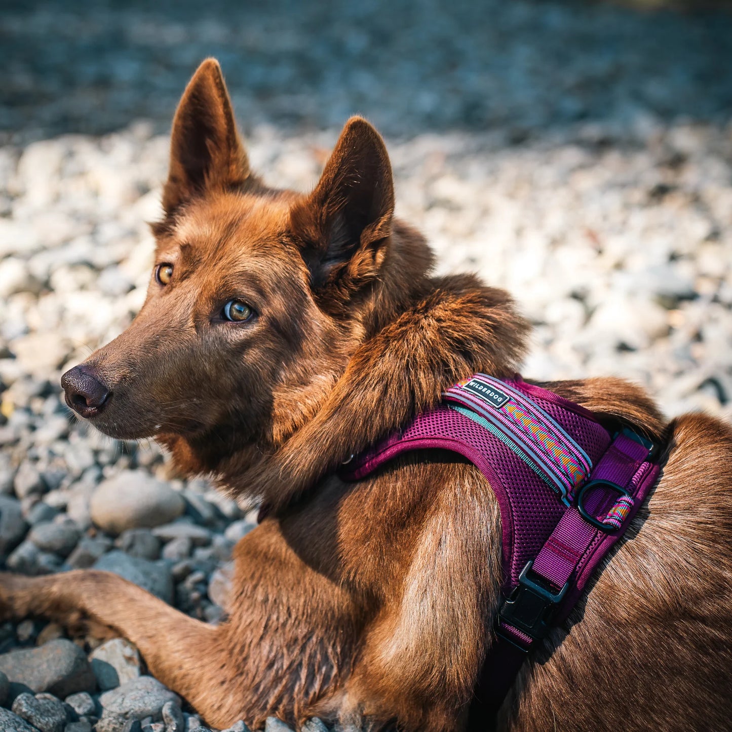 Wilderdog Y-sele – justerbar och bekväm sele för hund