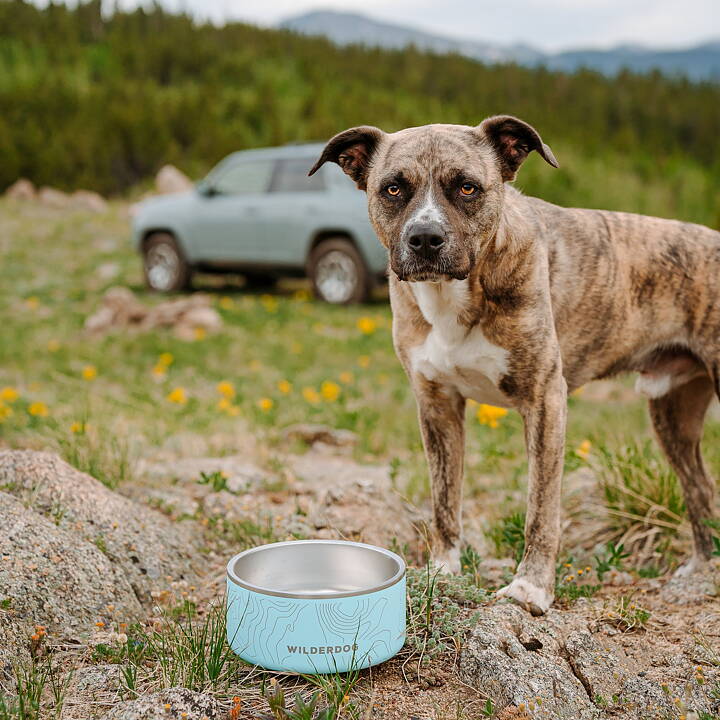 Hund står bredvid Wilderdogs rostfria matskål i färgen seafoam. 