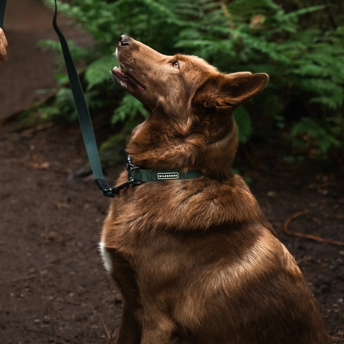 Wilderdog Waterproof Koppel CEDAR