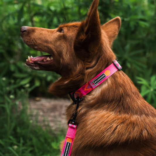 Wilderdog Ultralight Halsband PLAYA