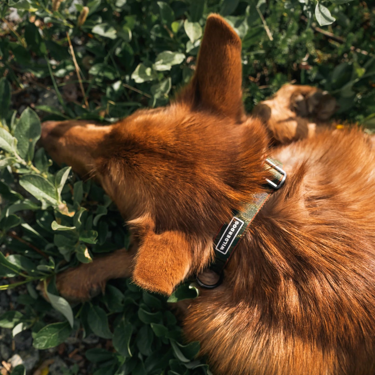 Wilderdog Ultralight Halsband CAMO