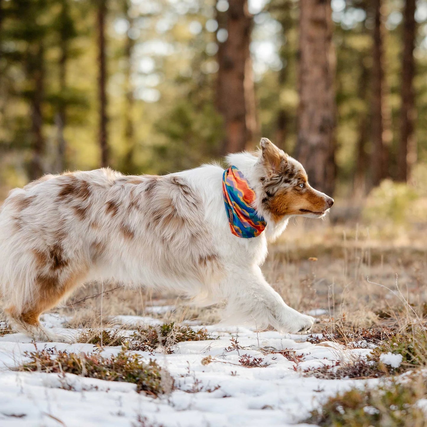Wilderdog Bandana Canyon
