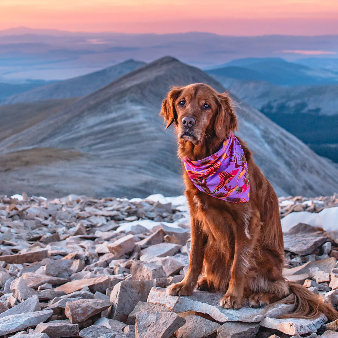 Wilderdog Bandana LARAMIE