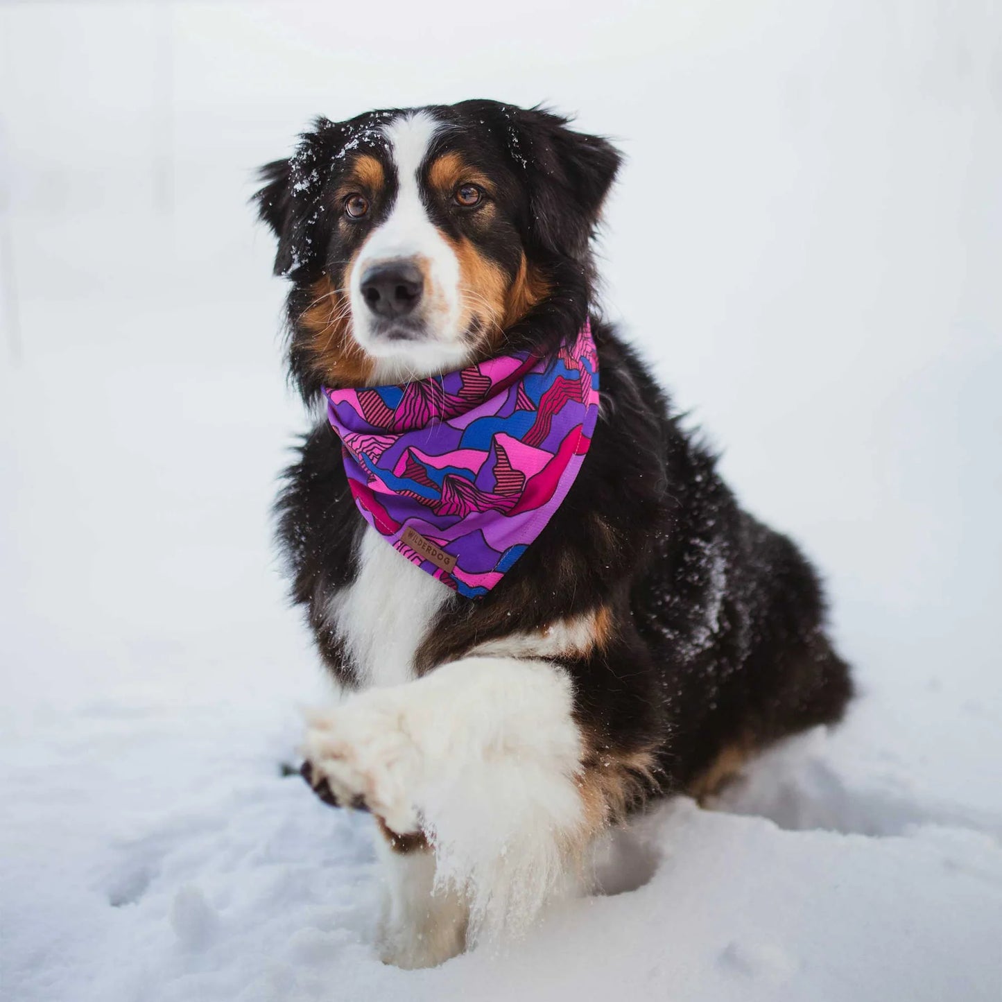 Wilderdog Bandana Summit