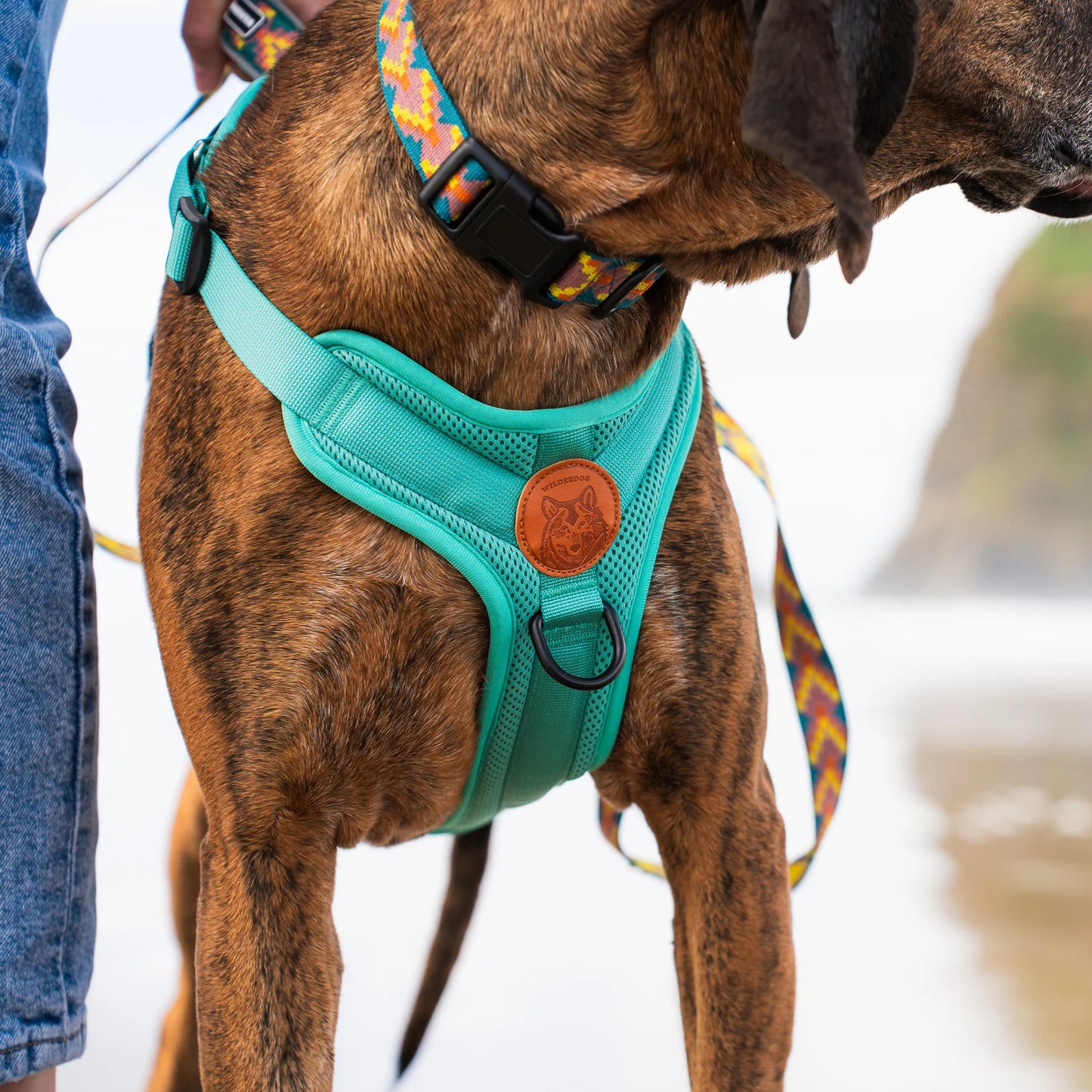 Wilderdog Y-sele – justerbar och bekväm sele för hund