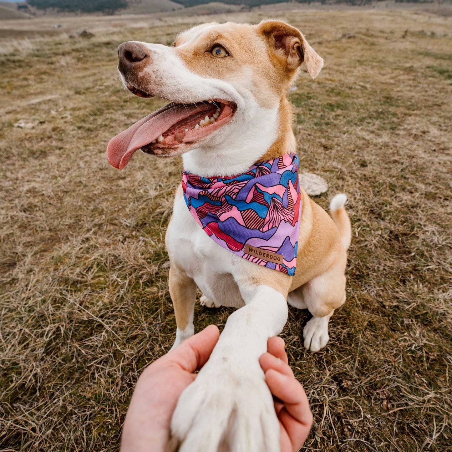 Wilderdog Bandana Summit