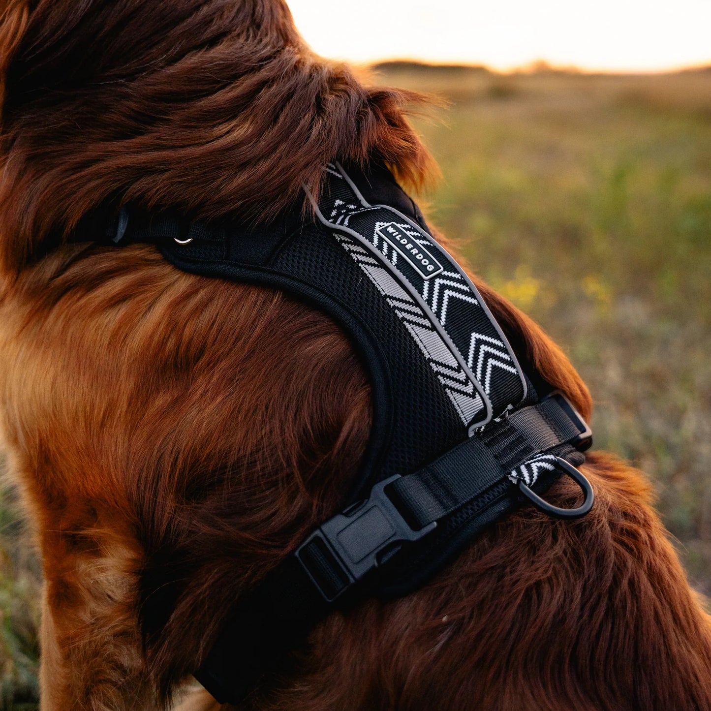 Wilderdog Y-sele – justerbar och bekväm sele för hund