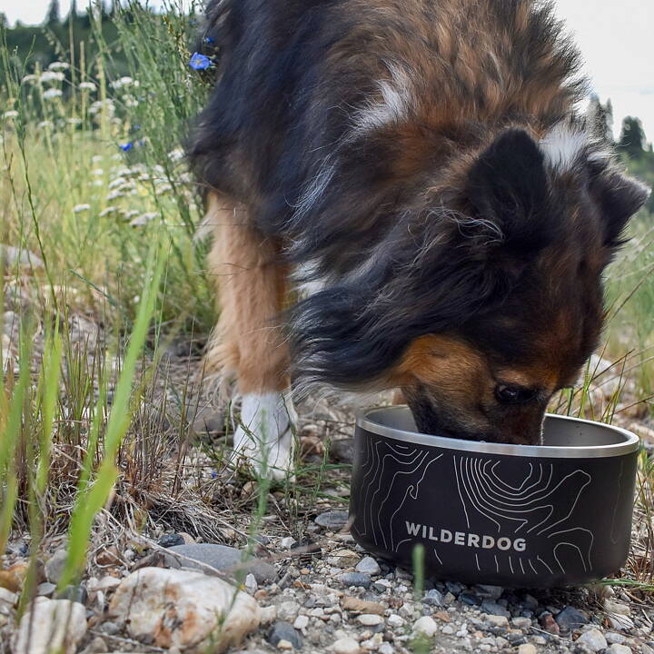 Hund dricker vatten ur Wilderdogs rostfria matskål, här i svart. 