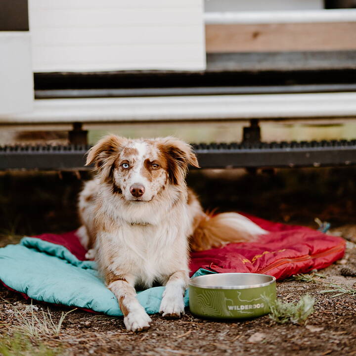 Hund ligger bredvid Wilderdogs rostfria matskål i färgen olive. 