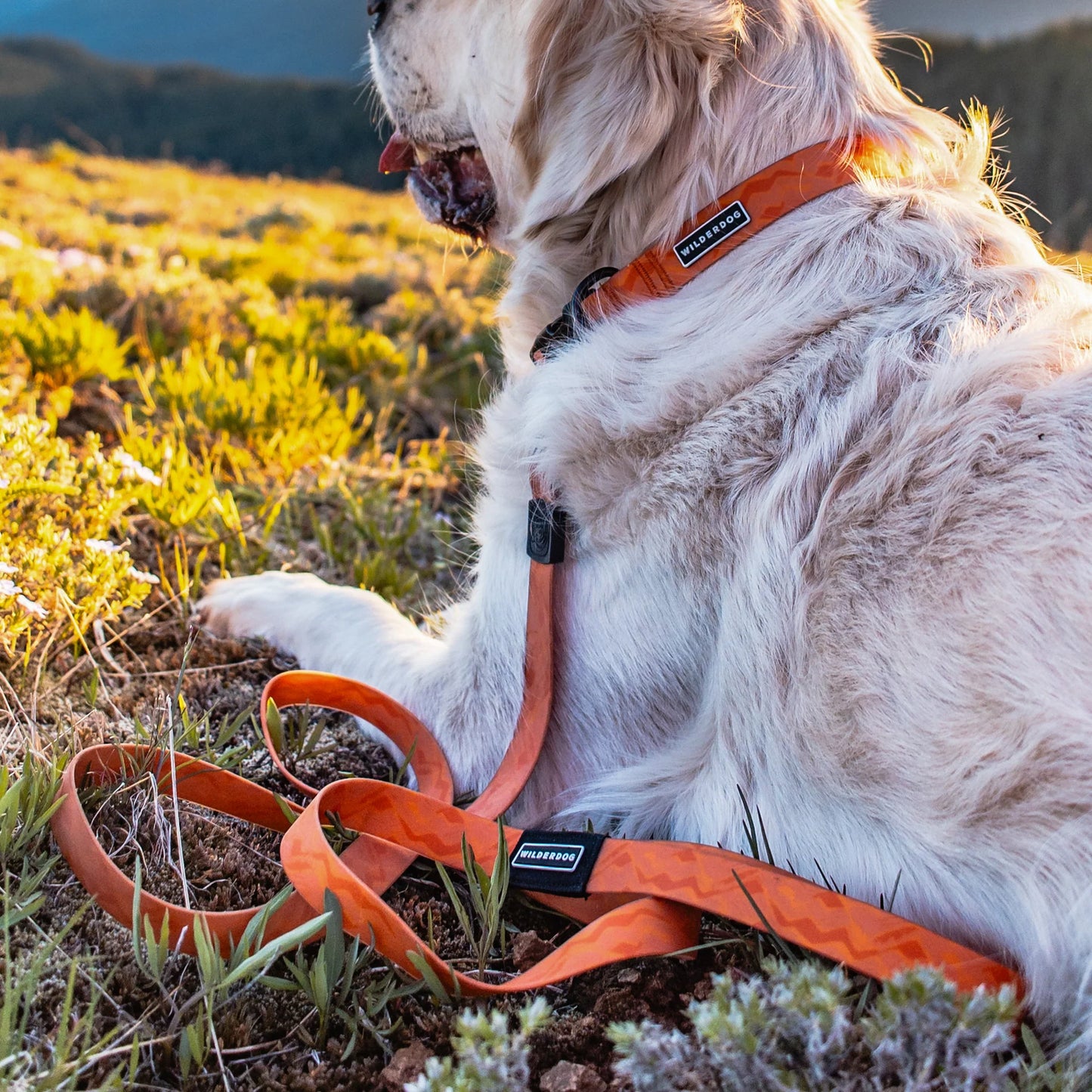 Wilderdog Waterproof Halsband TERRACOTTA