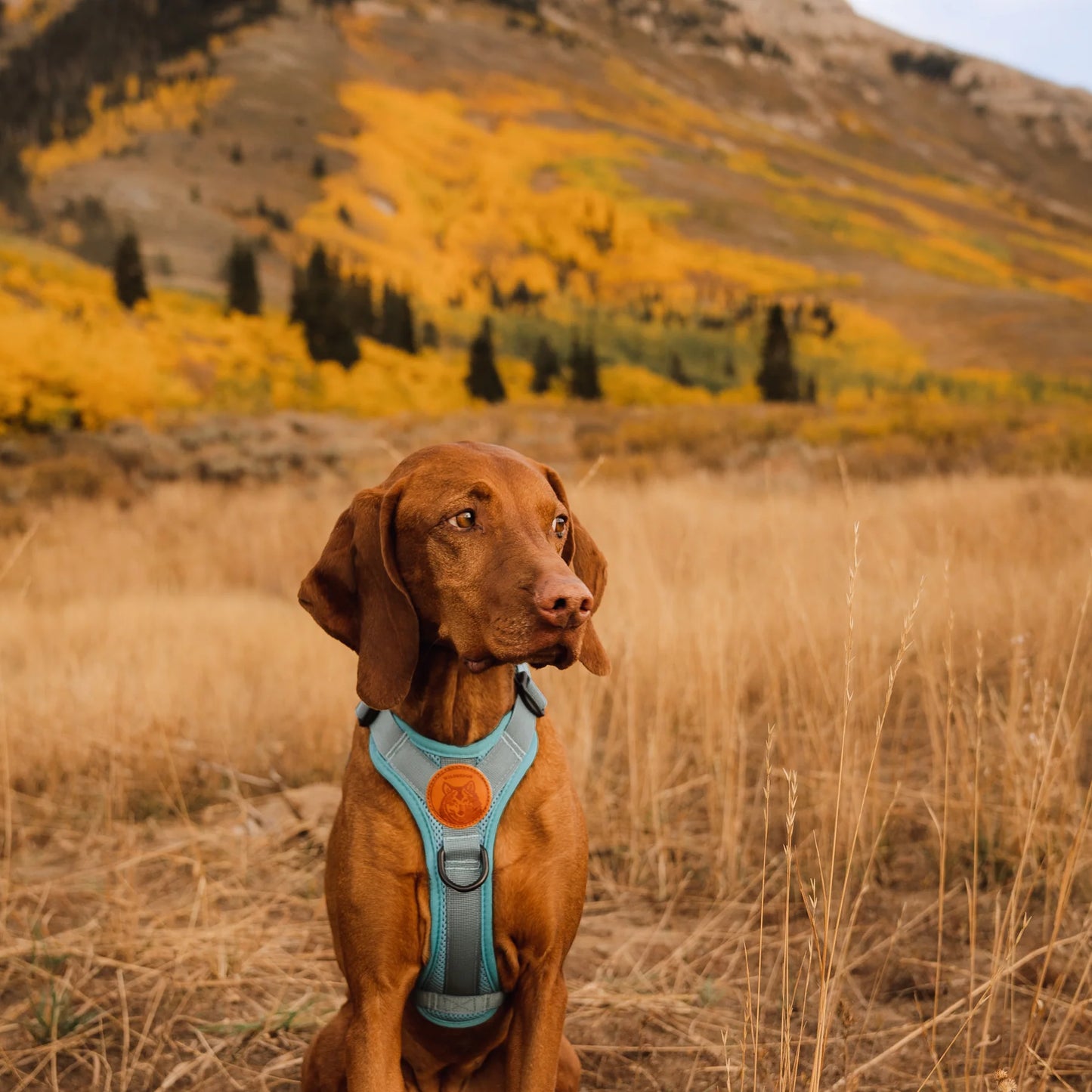 Wilderdog Y-sele – justerbar och bekväm sele för hund