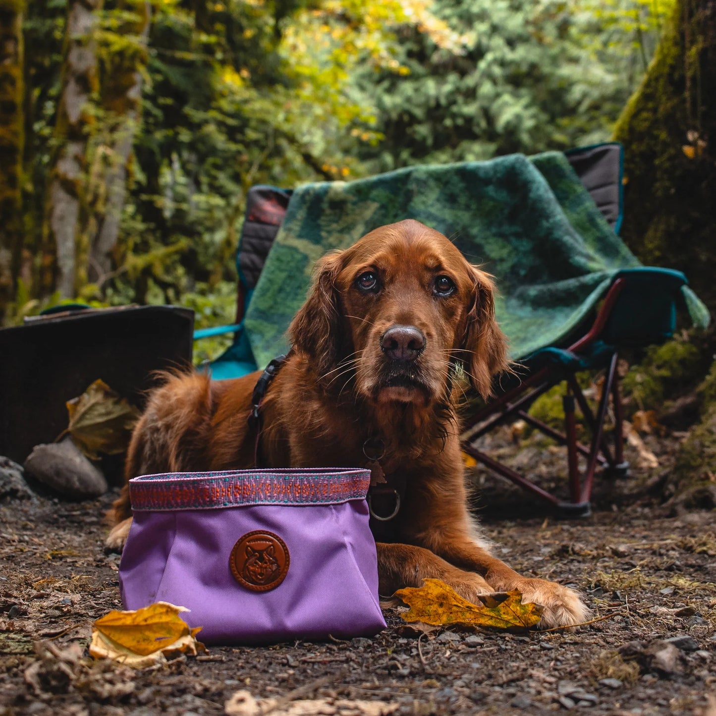 Wilderdog Backpacking Bowl – hopfällbar reseskål för hund
