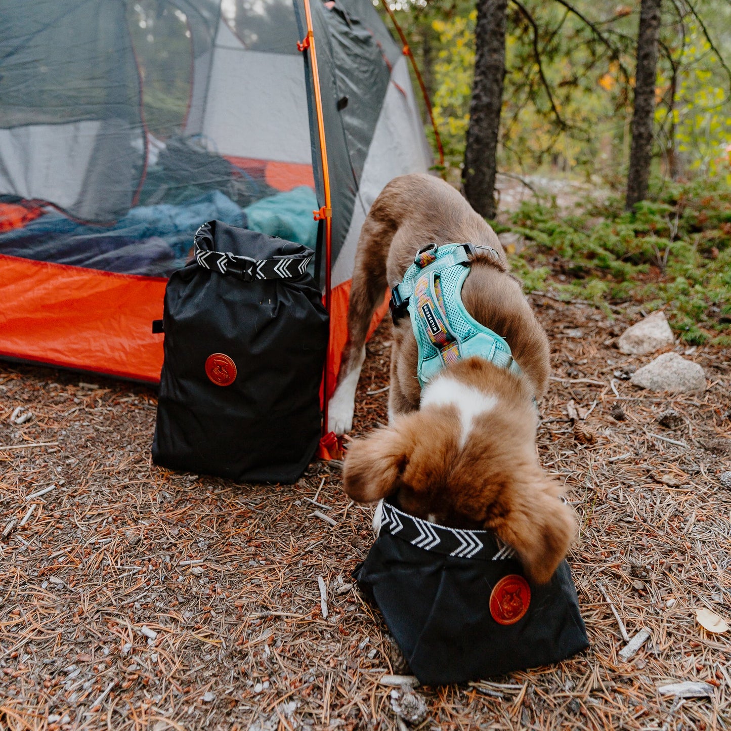 Wilderdog Backpacking Bowl – hopfällbar reseskål för hund