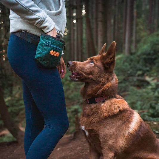 Hund väntar på sin belöning från Wilderdog belöningsväska. 