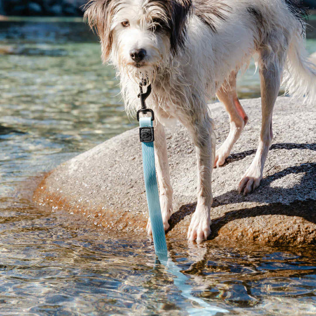 Wilderdog Waterproof Koppel SALTWATER