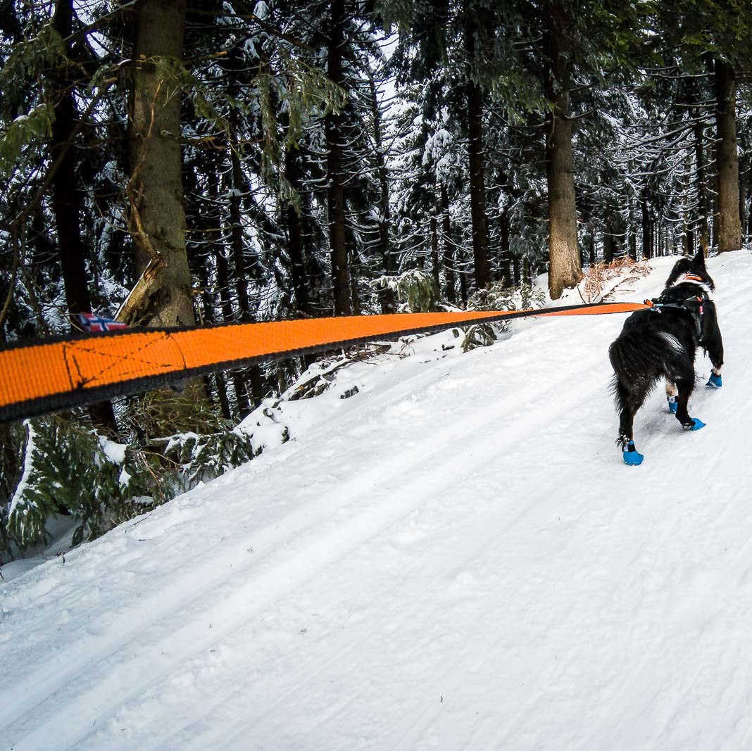 Bungee leash