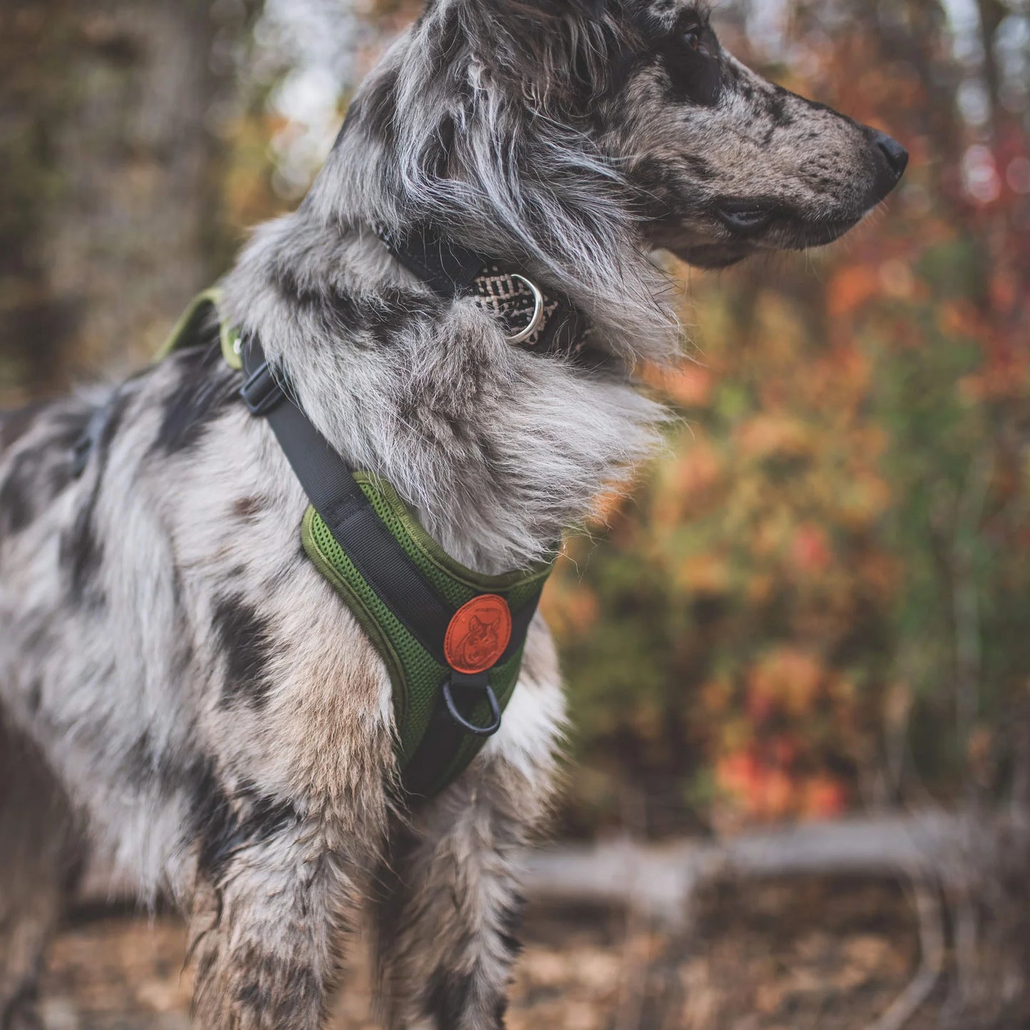 Wilderdog Y-sele – justerbar och bekväm sele för hund