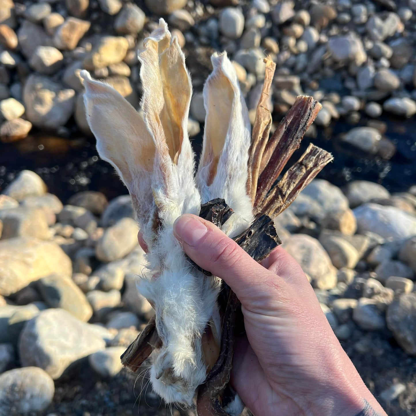 Startkit – naturligt hundtugg