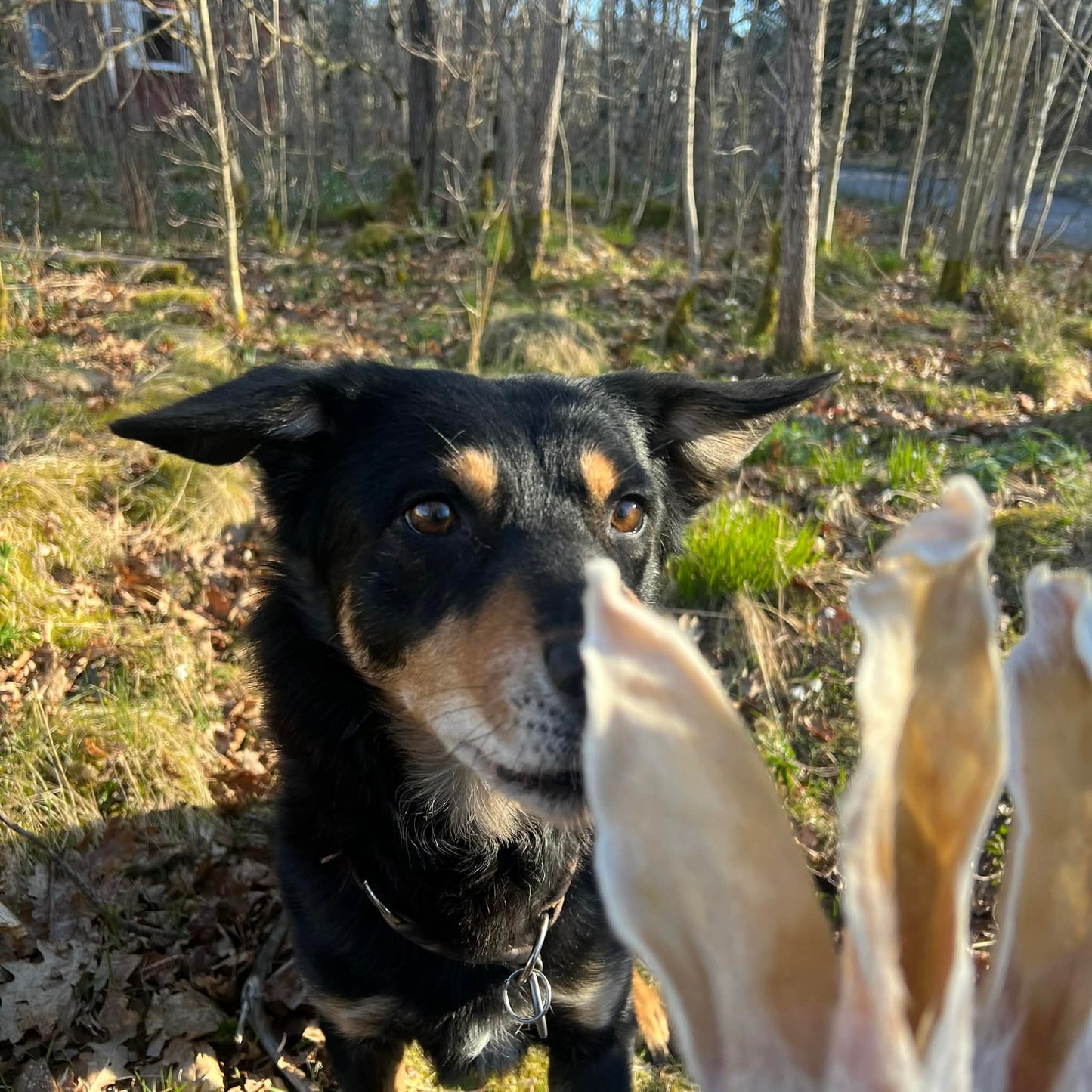 Startkit – naturligt hundtugg
