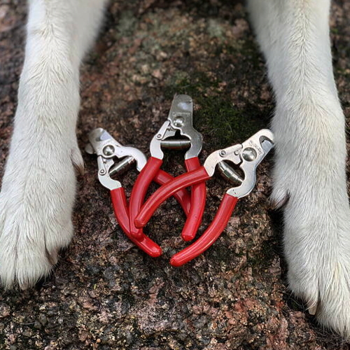 Klotång hund – säker kloklippning hemma