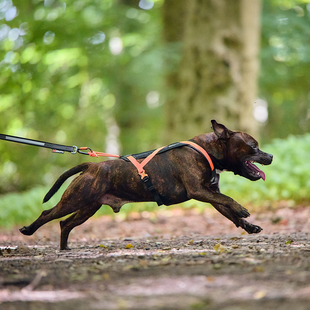 Non-Stop Rush harness