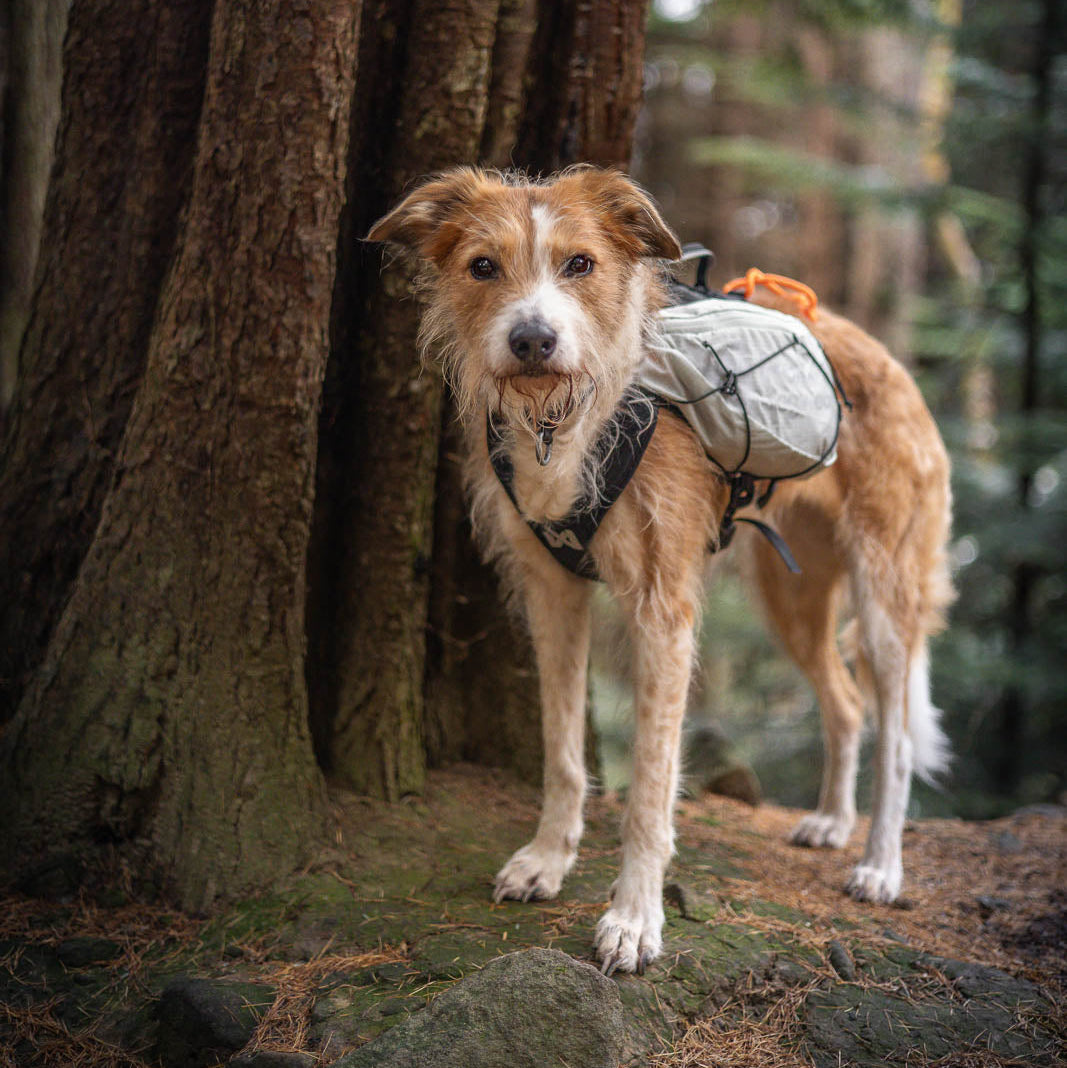 Trail light dog backpack