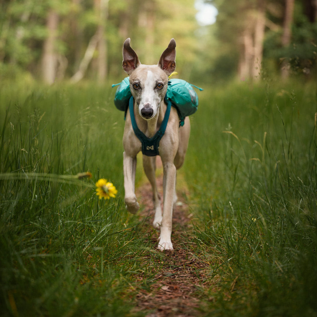 Trail light dog backpack