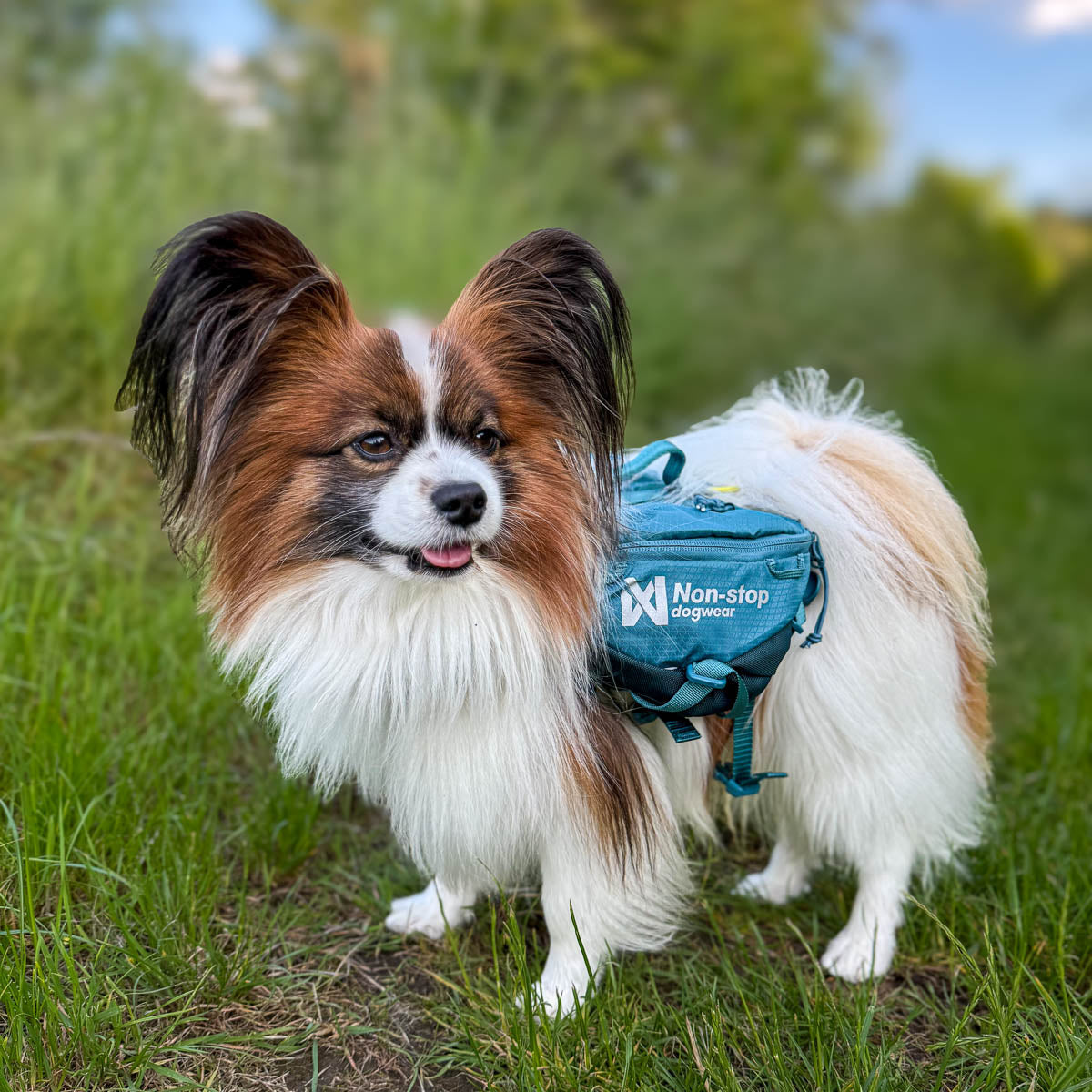 Trail quest dog backpack